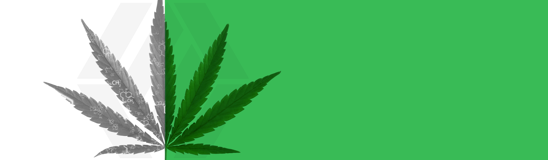 realCannabisLeaf_stillImage_01