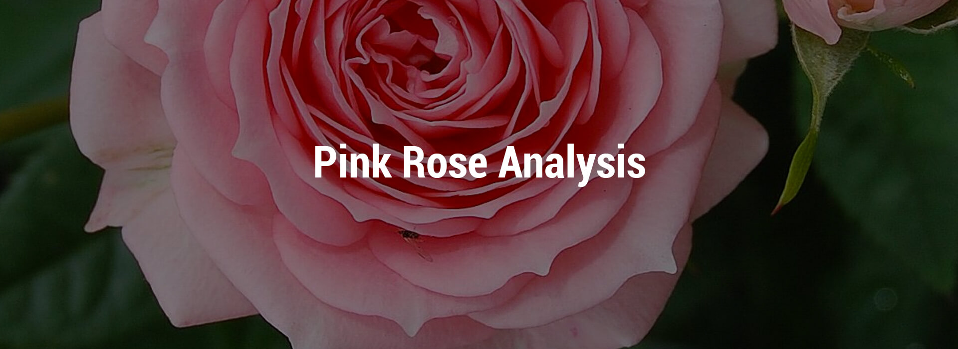 LVHS-pink-rose-header