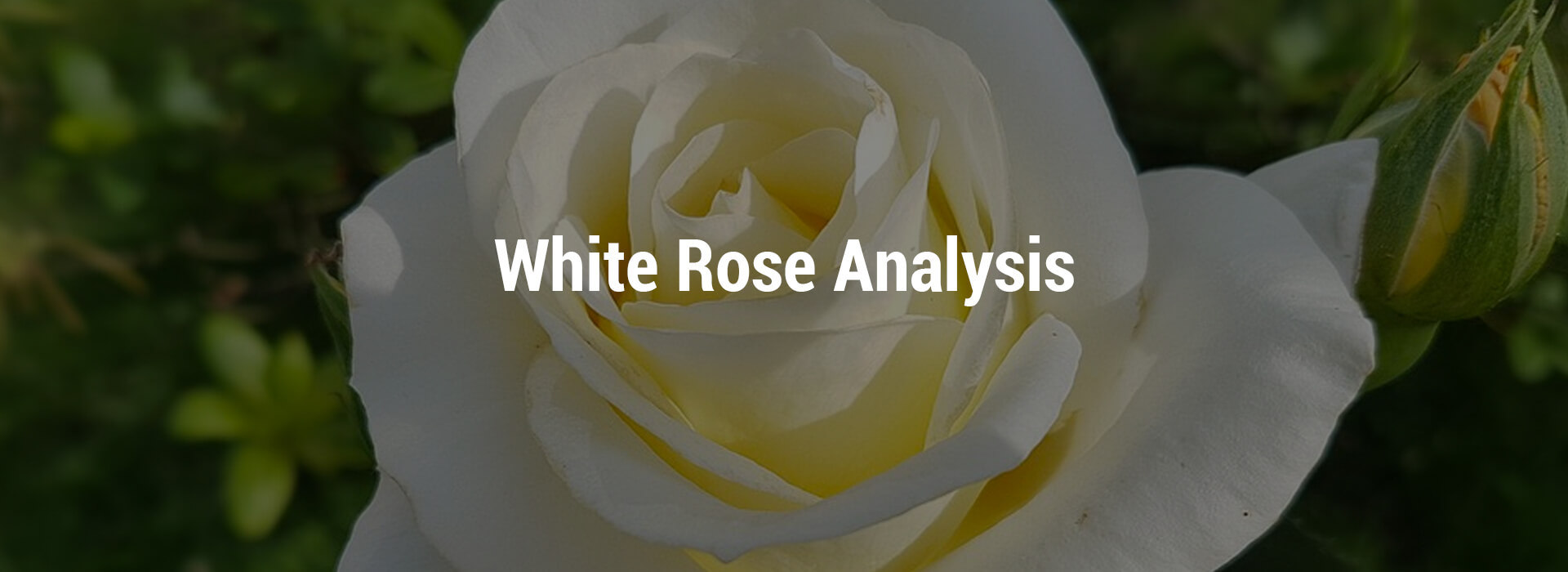 LVHS-white-rose-header